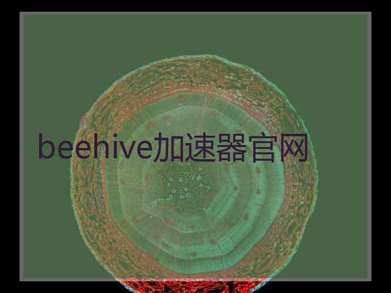 beehive加速器官网